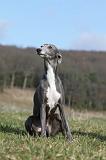 WHIPPET 385